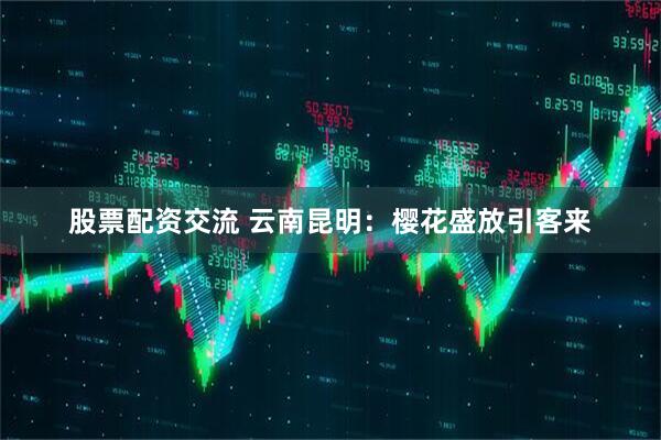股票配资交流 云南昆明：樱花盛放引客来